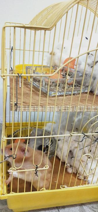 Отдам хомяков бесплатно