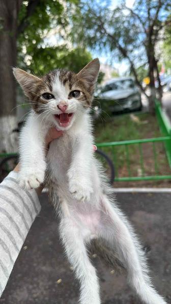 Отдам котенка