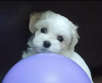 Мальтезе щенок девочка