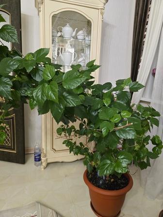 Продам гибискус (китайская роза)