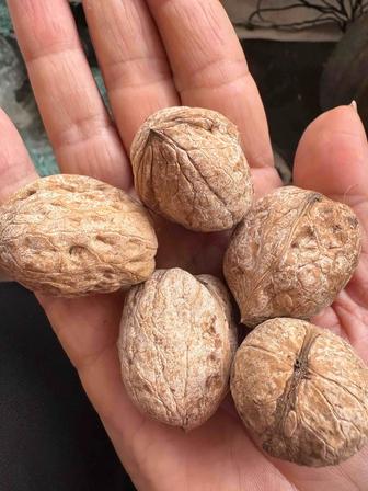 Продам Орехи .