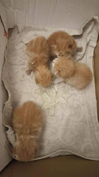 Отдам котят в очень хорошие руки