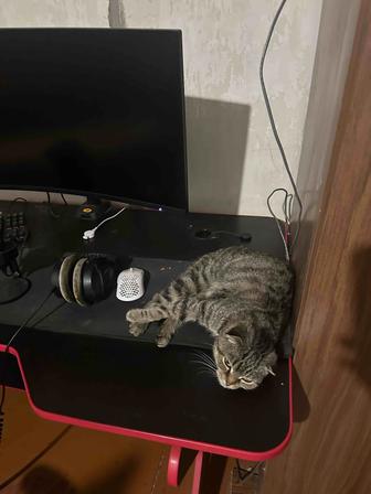 Отдам кошку