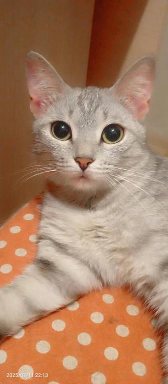 Кошечка Севиль стерилизована
