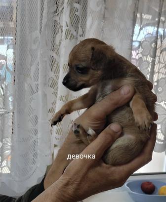 Продам щенков Той-Терьера