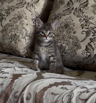 Отдам котенка в хорошие руки