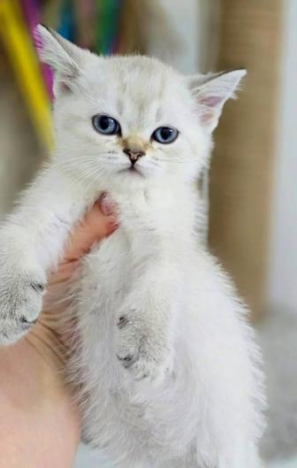 кошечки и котики британцы