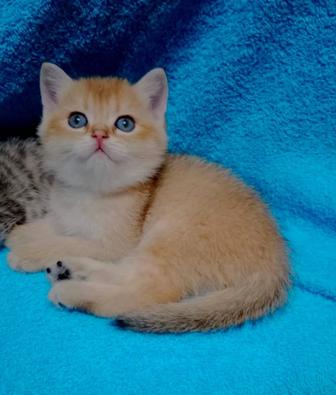 кошечки и котики британцы