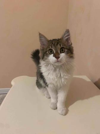 Отдам котика в добрые руки