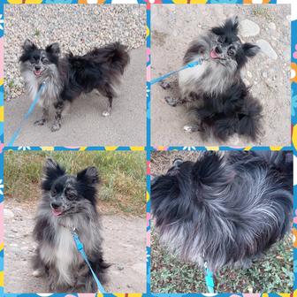 Предлагается к продаже кобель малого шпица в редком окрасе Мерле