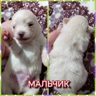 Девочки и мальчики померанского шпица. Возраст 1 месяц. Забирать в марте