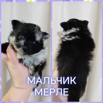 Девочки и мальчики померанского шпица. Возраст 1 месяц. Забирать в марте