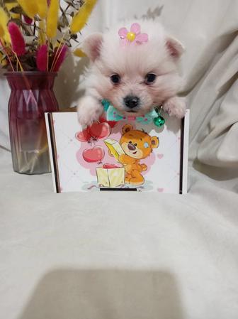 Девочки померанского шпица. Возраст 1 месяц. Забирать в марте