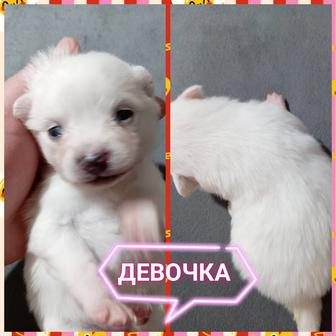 Девочки и мальчики померанского шпица. Возраст 1 месяц. Забирать в марте