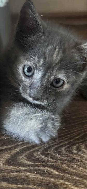 Котята Келли и Молли! 1, 5 мес, только в добрые ручки!
