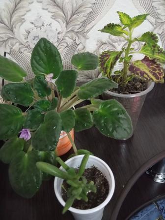 Продам комнатные цветы
