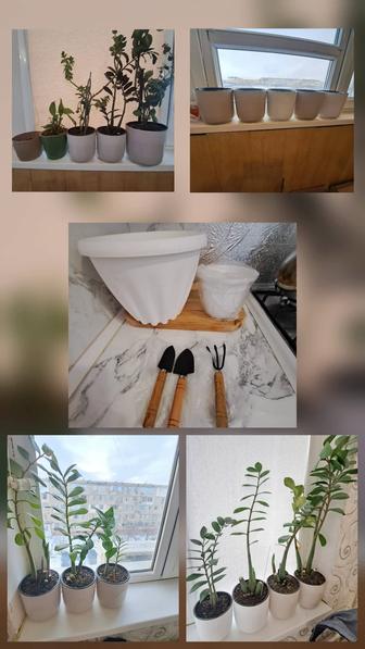 Комнатные растения