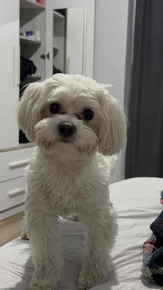 ОТДАМ В ХОРОШИЕ РУКИ СОБАКУ