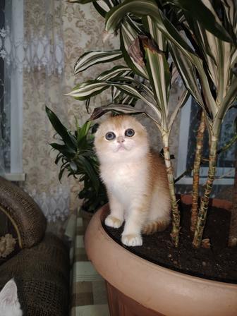 Котята с документами шиншилла золото и серебро