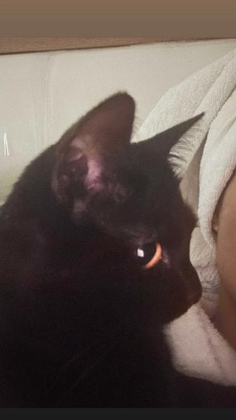 Отдам кошку вместе с автолотком в заботливые руки