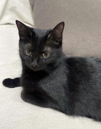 Отдам кошку вместе с автолотком в заботливые руки