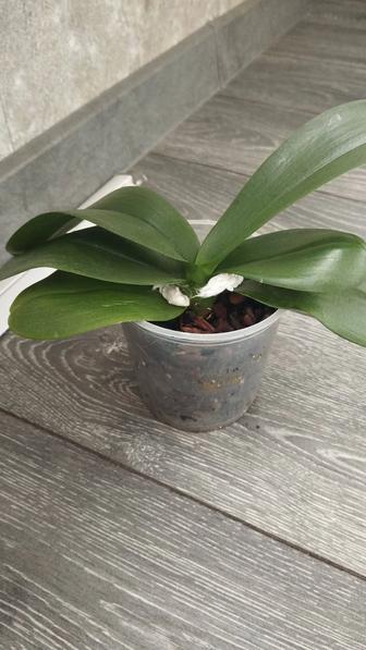 Сортовые орхидеи