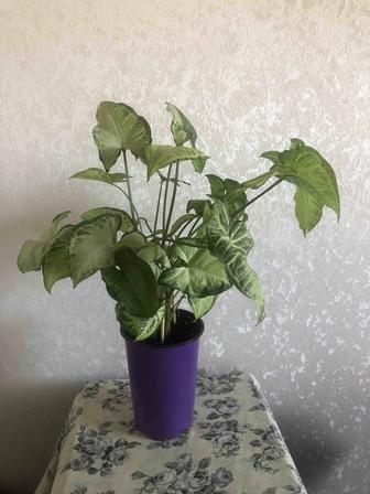 Продам.Сигнониум.Мраморный.