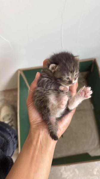 Котята девочки
