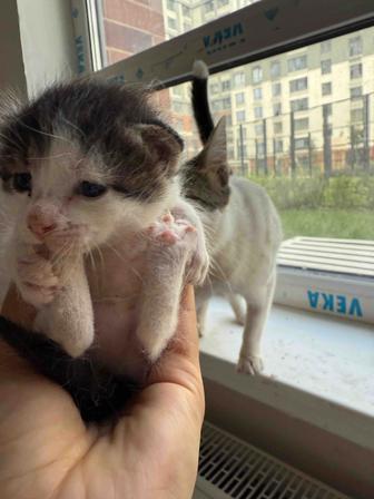 Котята девочки