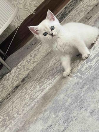 Продается котенок