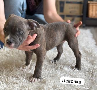 Щенок Американского булли