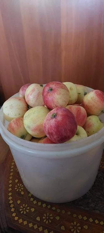 Продам дачные яблоки