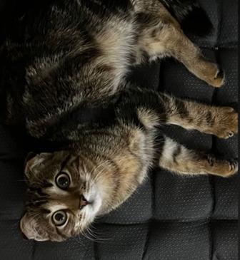 Отдам кота в хорошие руки