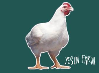 Бройлерные яйца инкубационные РОСС 308 отличная плотность