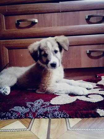 Щенок мальчик