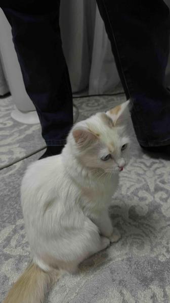 Отдам кошку в добрые руки