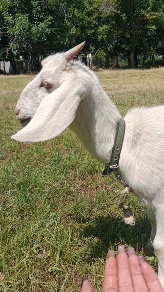 Животные козы