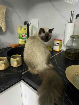Прошу вернуть кошку сиамскую за вознаграждение