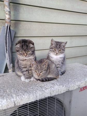 Отдам котят в хорошие руки