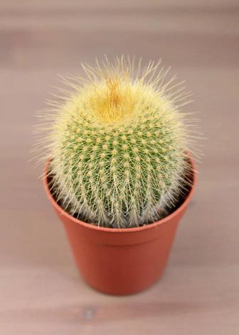 Нотокактус Ленингхауза