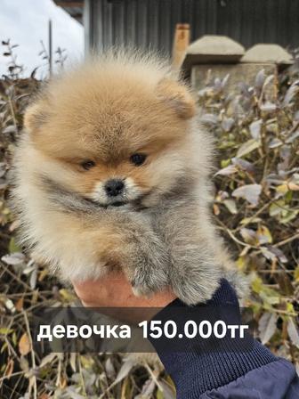 ЩенкиПушистый подарок .