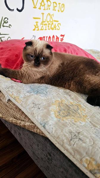 Отдам в добрые руки ласковую кошечку.