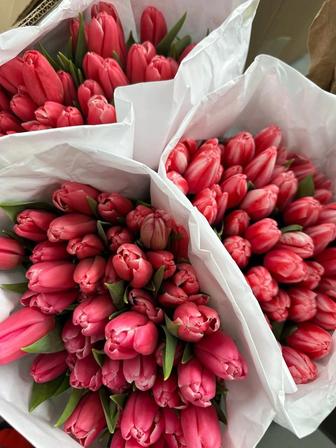 Свежие тюльпаны