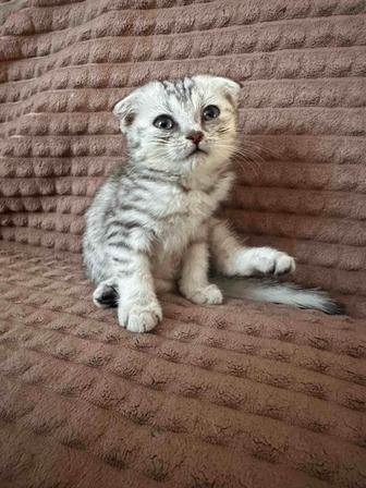 Продам шотландского котенка