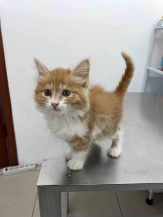 Милый котенок в добрые руки