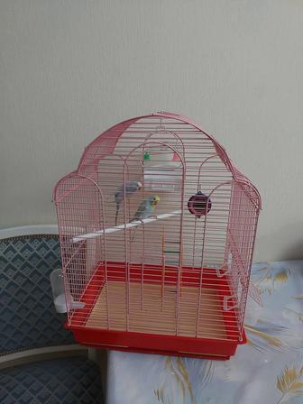 Попугай большой клеткой
