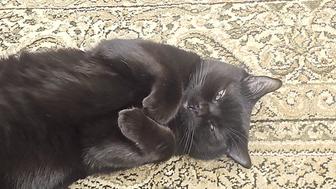 Отдам кота в хорошие руки