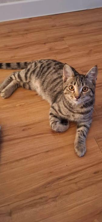 Отдам котенка