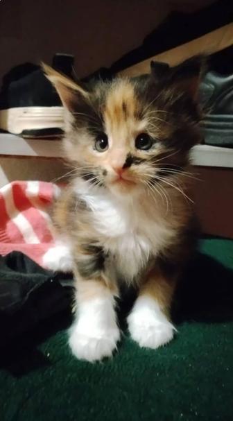 Котята Мейн куна