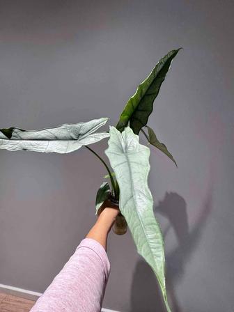 Продажа Алоказия Дыхание дракона